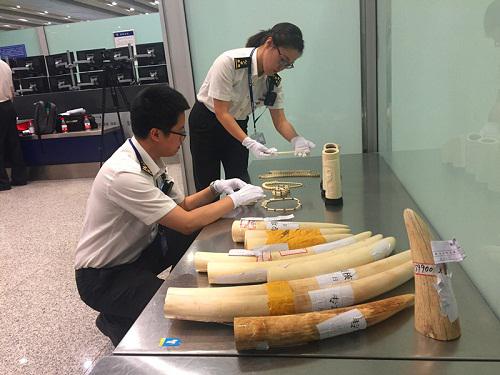 北京海关关员正在清点查获的走私象牙。蔡岩红摄