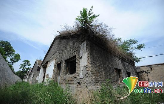 　　白家庄矿区西山日军居住旧址杂草丛生，一片破败。中国青年网 高明 摄