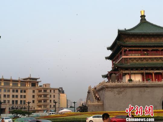 西安600岁明钟楼现“百燕归巢”景象。 张枭 摄