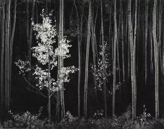 　Ansel Adams （1902–1984），Aspens， Northern New Mexico， 1958 成交价格 439， 500 USD 