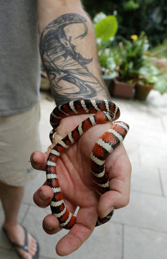 7月1日，在克罗地亚萨格勒布，蛇类“收藏家”内文·弗巴尼奇展示手上缠绕着的一条牛奶蛇。