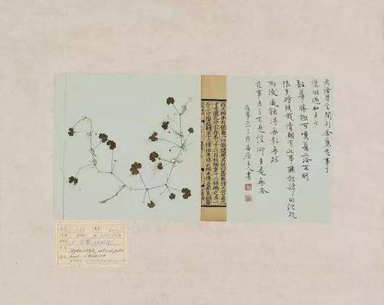 纸本镜心 40×50 CM