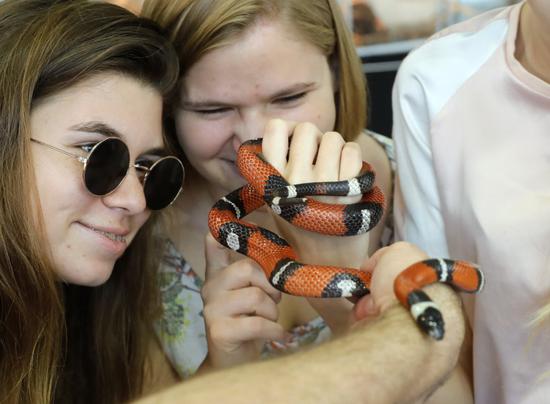 7月1日，在克罗地亚萨格勒布，游客观看蛇类“收藏家”内文·弗巴尼奇展示的一条牛奶蛇。