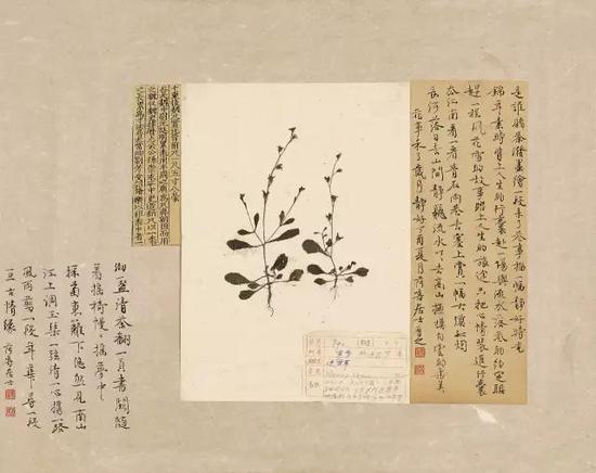 纸本镜心 40×50 CM