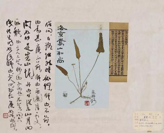 纸本镜心 40×50 CM