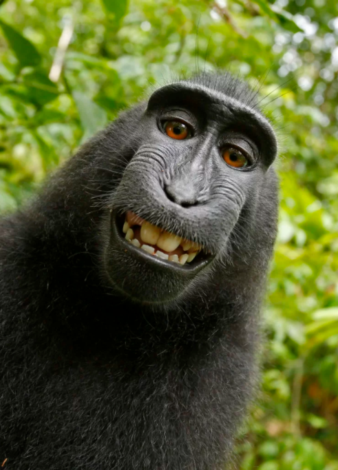David Slater相机中第二张黑冠猕猴的自拍
