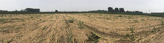 大韩村遗址地表农作物已被清除,遗址地表面积约102米X88米。