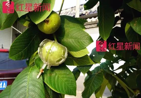 被“规范生长”的麻核桃