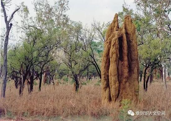 阿纳姆丛林（摄影）