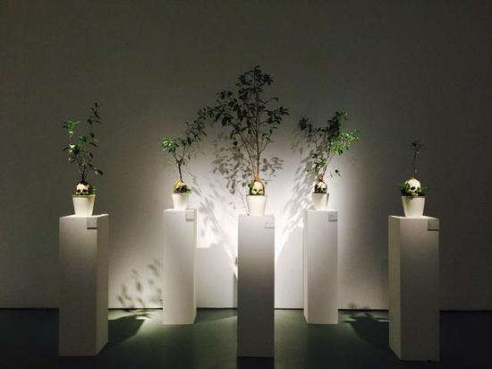 《植物的胜利 》 杨光
树脂、树 ,20cm×20cm×60cm , 2011