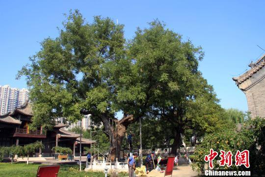 定州贡院内正在复壮的“乾隆双槐”。 于俊亮 摄