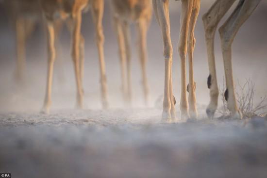 这幅图片展示了黑斑羚纤细腿部的同时，将焦点对在后腿的黑毛上。这些黑毛是用来标记气味的跖骨腺，雄性黑羚羊较雌性的生长更加旺盛。摩根·特林布摄，铜奖作品。