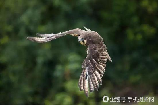 《技能满点》：这又是一张震撼人心的照片，它记录了老鹰捕食时在空中滑翔的姿态。