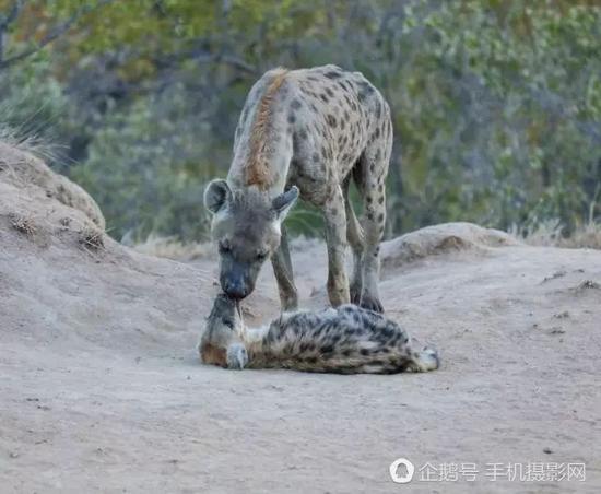 一只鬣狗和自己的孩子。