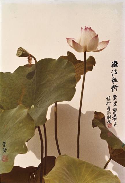 图3 胡崇贤/摄影, 张大千/墨