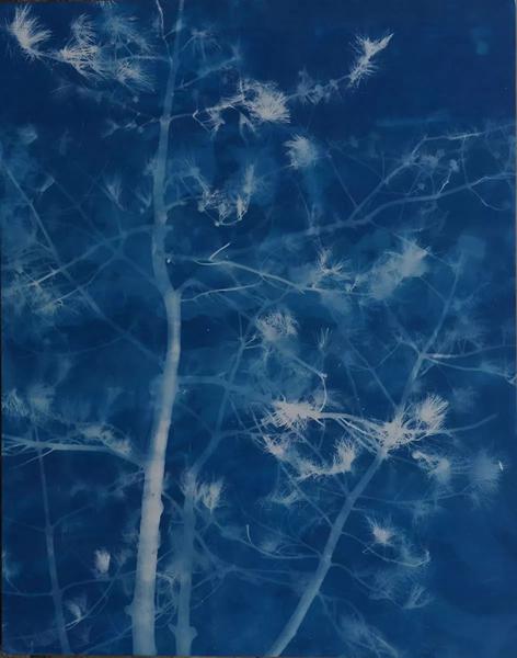 张大力 《松树-20》Pine-20亚麻布蓝晒Cyanotype on canvas 317×250cm 2016