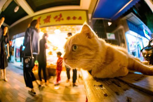 广州骑楼过道里的“街猫”。受访者供图