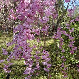 樱花满开 美秀美术馆官网 4月18日上午9点 拍摄