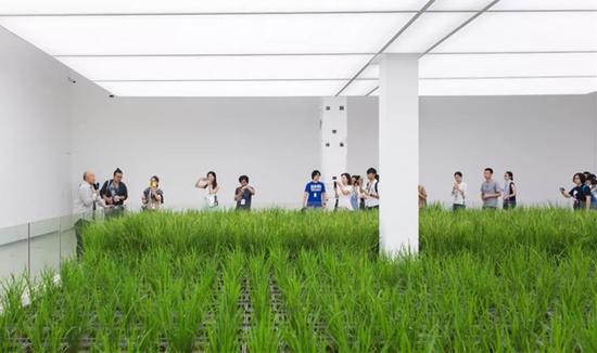 李山导览《涂抹-1》水稻（生命体）展示现场，详解同上