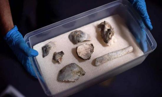 研究人员展示露西亚化石碎片