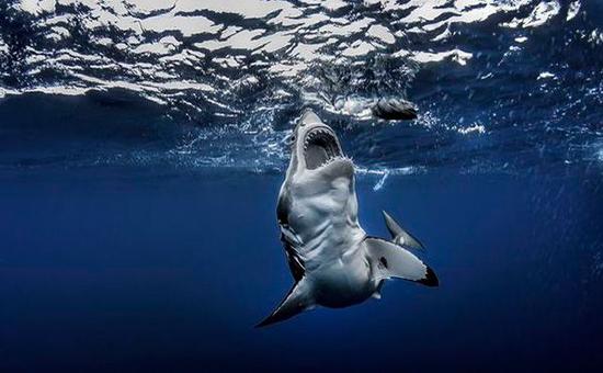 瓜达卢佩，与大白鲨正面邂逅