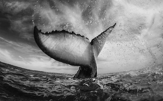 在汤加，鲸鱼沉入海底前的一瞬。本文图均为受访者提供