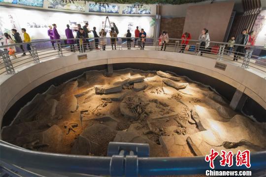 海外追缴国宝级化石特展《龙归故里》在江苏常州中华恐龙园正式对公众开放 沈柯辛 摄