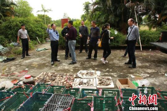 今年11月，湛江市公安局森林分局查获疑似国家二级保护动物鹰43只 通讯员 摄