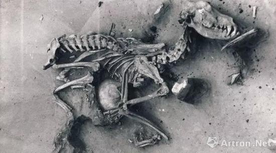 西伯利亚的人狗合葬墓，距今约8000年