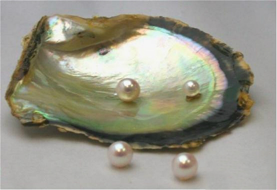 日本的Akoya海水珍珠诞生于马氏珠母贝中（Akoya在日语中即是马氏贝）