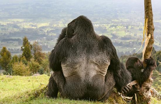 德国摄影师玛莎·罗宾斯拍摄的大猩猩照片展现了大猩猩的狂野力量，以及人类活动对他们的生存所带来的威胁。（网页截图）