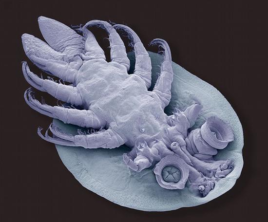 鱼虱目是节肢动物门、甲壳动物亚门、桡足纲的一目。图片展示了其腹部形态。（网页截图）