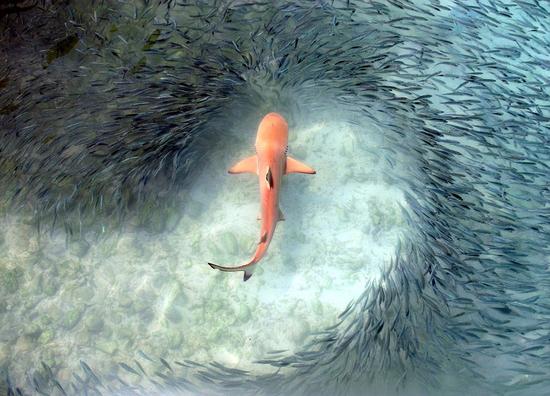 该照片拍摄于马尔代夫库拉玛蒂岛阿里夫环礁地区，一头鲨鱼在一群小鱼中掀起的“狂波巨浪”。（网页截图）