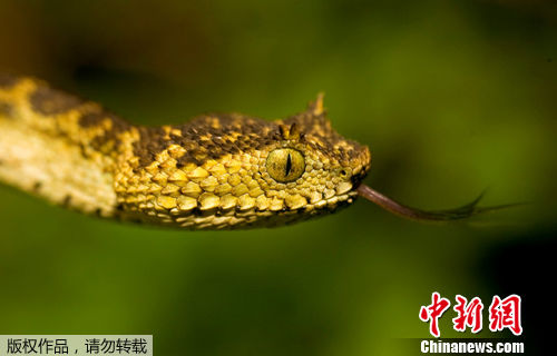 资料图:此前,生物学家在非洲坦桑尼亚的丛林中发现一种体色特殊的新品种毒蛇。