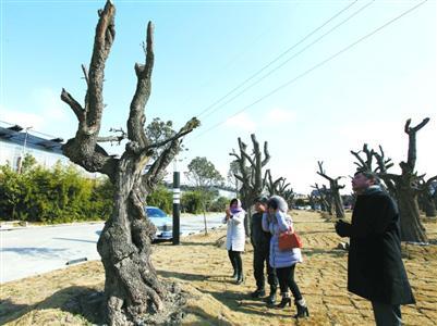 游客参观石湖荡镇古枣树生态基地。 蔡斌 摄