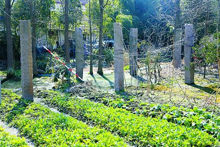 朱泾镇待泾村蔡家溇发现的7根石柱