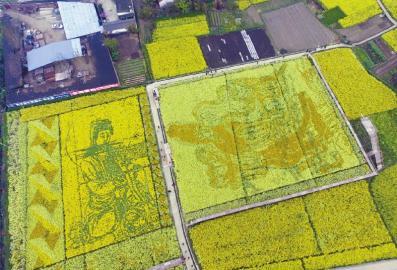 3月15日拍摄的李孝楠在试验田附近用红橙、红白、白、粉白、金橙五大色系的油菜花，种出的“仙女拜寿”、“观音颂春”图案。