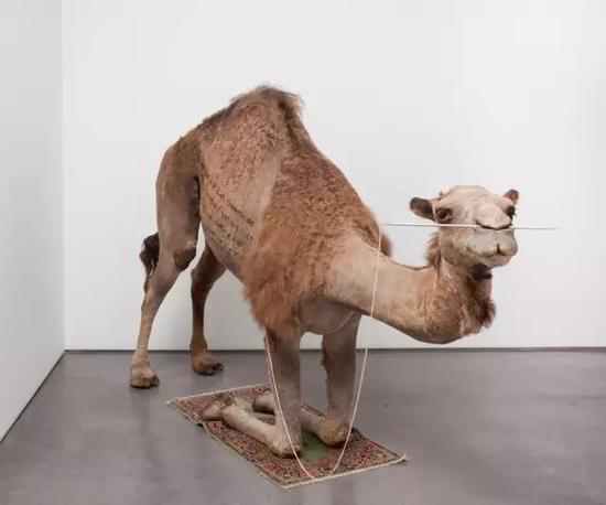 《骆驼》，2012年