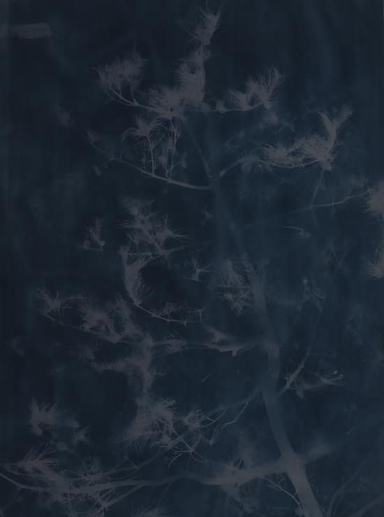 张大力-松树Pine(9)亚麻布蓝晒Cyanotype on canvas 265X198cm.2016.4.21