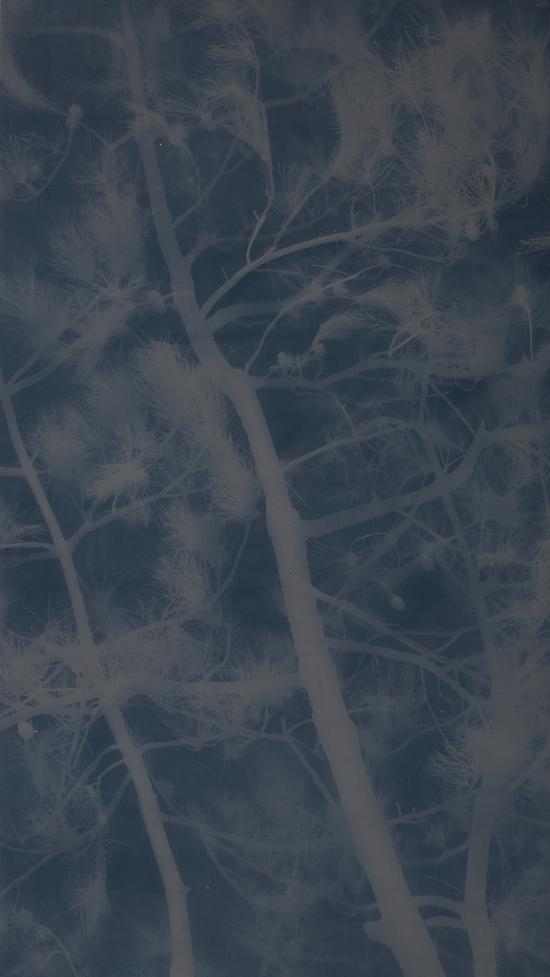 张大力-松树Pine(14)亚麻布蓝晒Cyanotype on canvas 265X148cm.2016.4.25