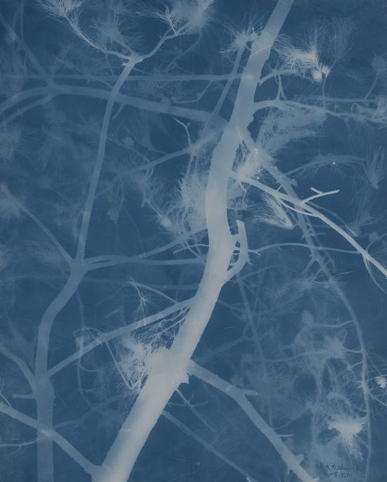 张大力-松树Pine(28)亚麻布蓝晒Cyanotype on canvas 150X120cm.2016.5.10