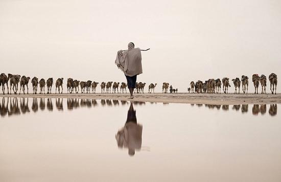 图为在埃塞俄比亚，一群骆驼正被引到位于远处盐滩的采矿区。摄影师乔尔（Joel Santos）的这幅作品当选“水资源”组的第一名。