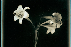 Takashi Aris, Easter Lilies, 119mmx165mm © Takashi Aris, Courtesy of Timeless Gallery