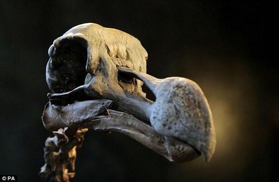 世界私人保存最完整渡渡鸟骨架拍卖 价值440万