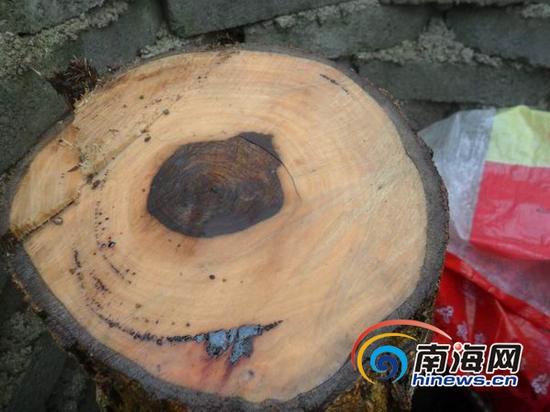 被盗的花梨树树桩上还留有崭新的锯痕，树木的直径有20厘米，而心材也有鸡蛋大小。(南海网记者孙令正摄)