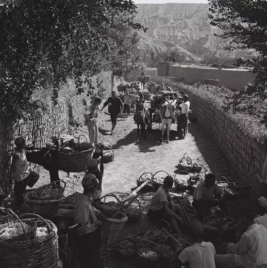 1963年8月,新疆吐鲁番县农民采摘葡萄的景象2