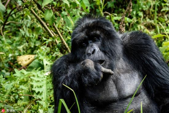 大猩猩吃饭被偷拍 怒对摄影师竖中指_藏趣逸闻