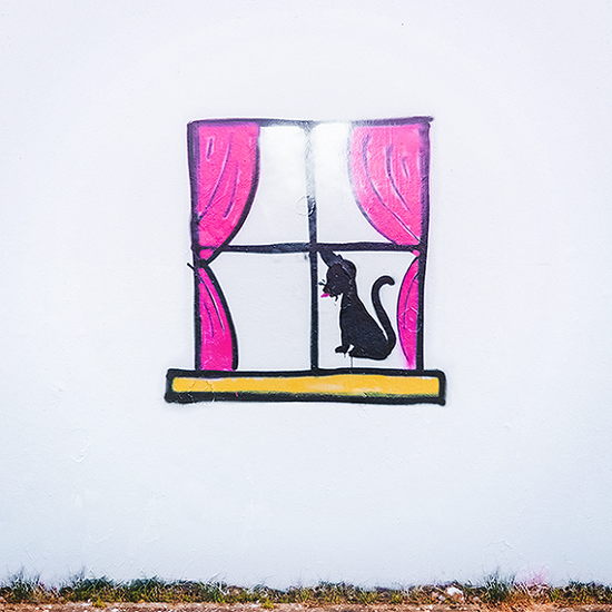 一只坐在窗户前的猫咪。图片来源：Victoria Tschirch/Die Kulturellen Erben