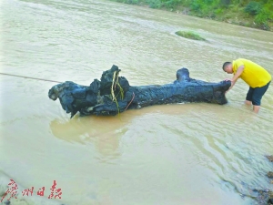 村民在河中打捞乌木。