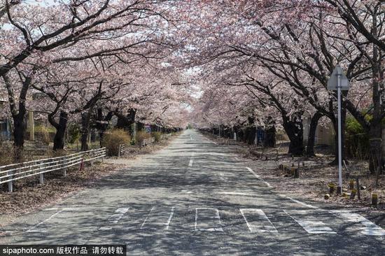 图为富冈町的一条道路，两旁开满樱花。